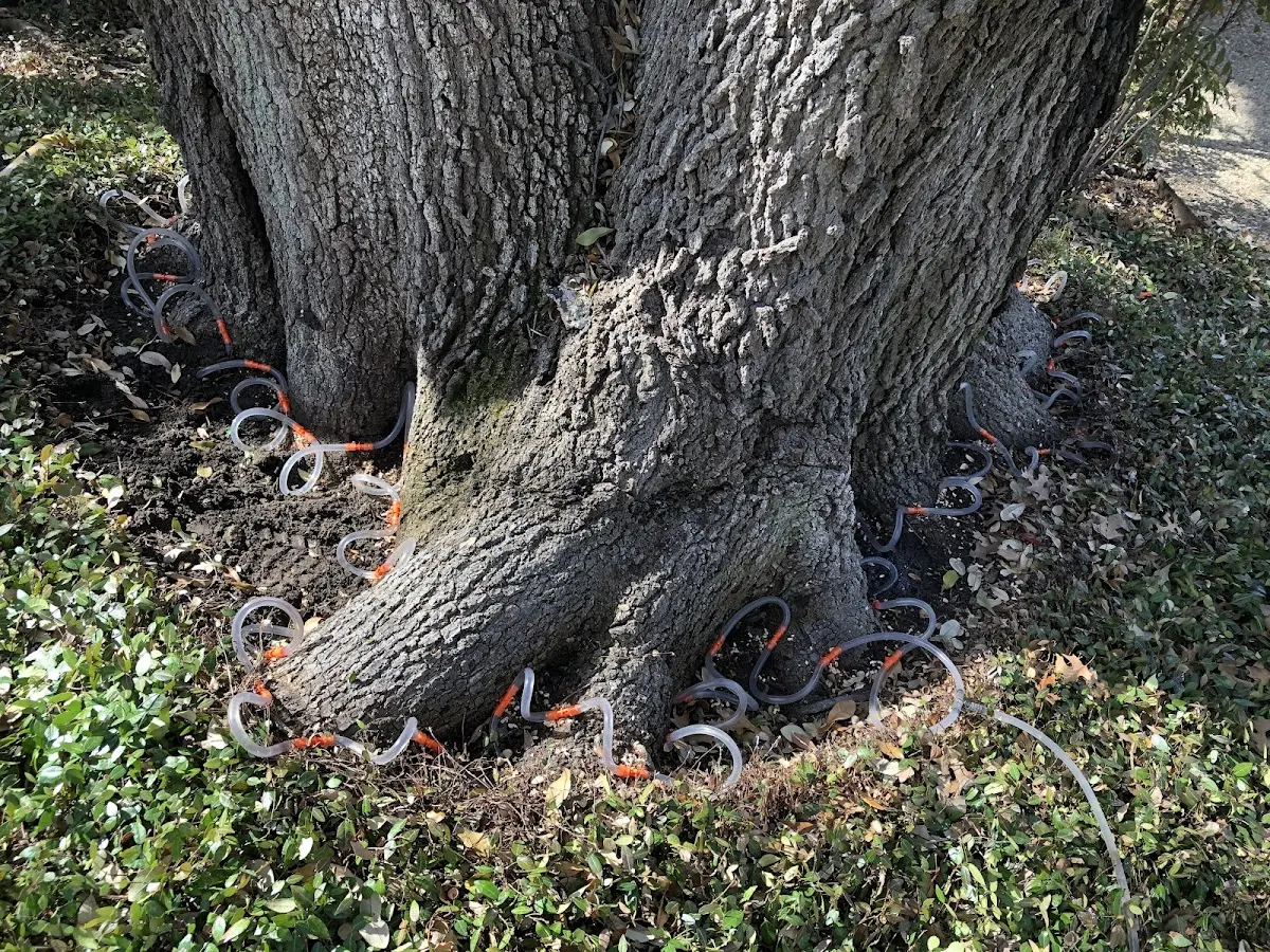Detailed Tree Cabling and Bracing job site in Agoura Hills